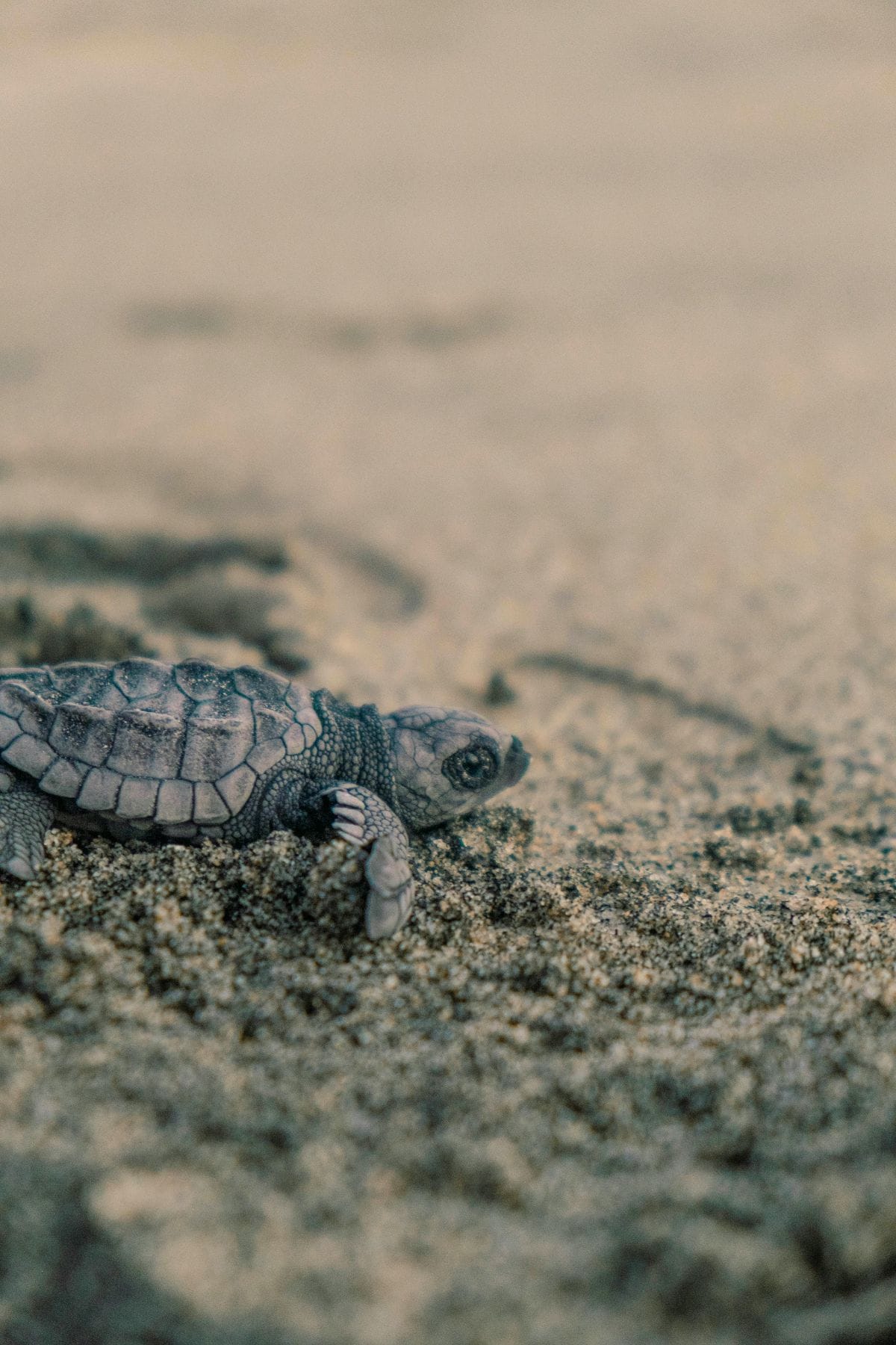 Centro acogida tortugas Sri Lanka