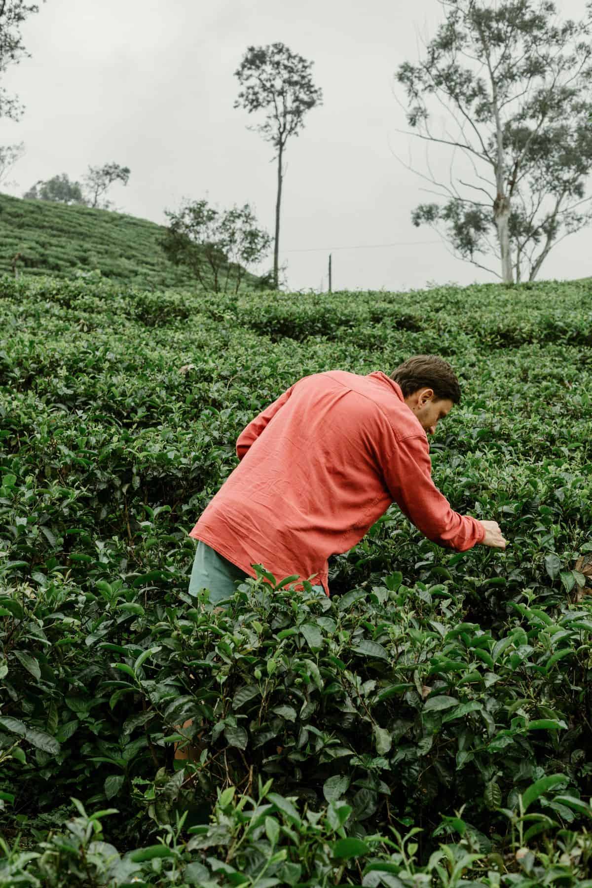 Recoger té en una plantación de te Sri Lanka