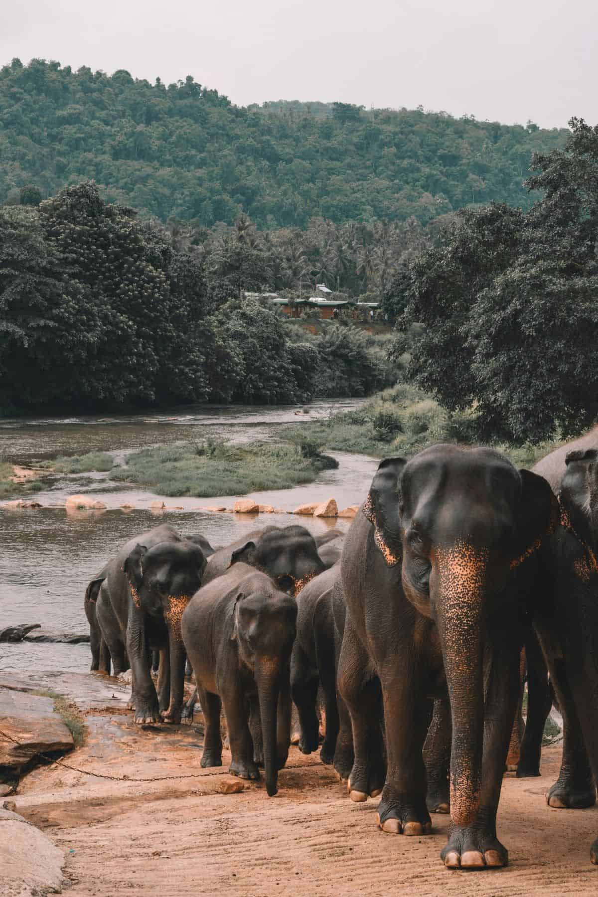 parque nacional Udawalawe Sri Lanka