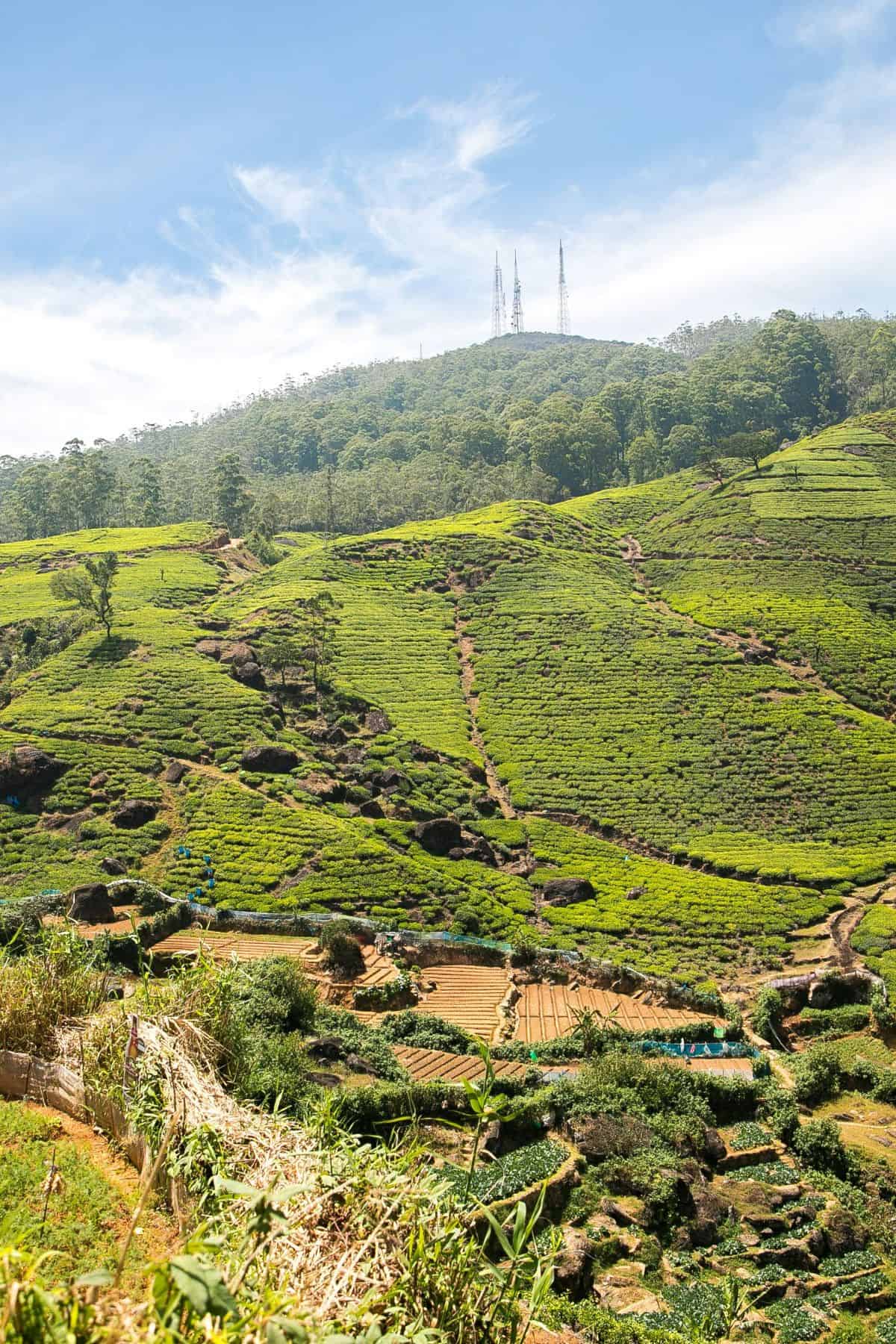 plantaciones de te Sri Lanka